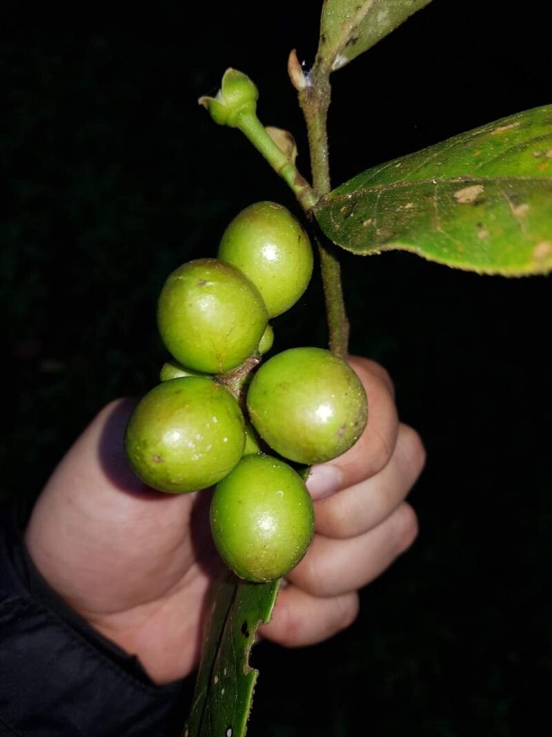 Guatteria oliviformis fruit