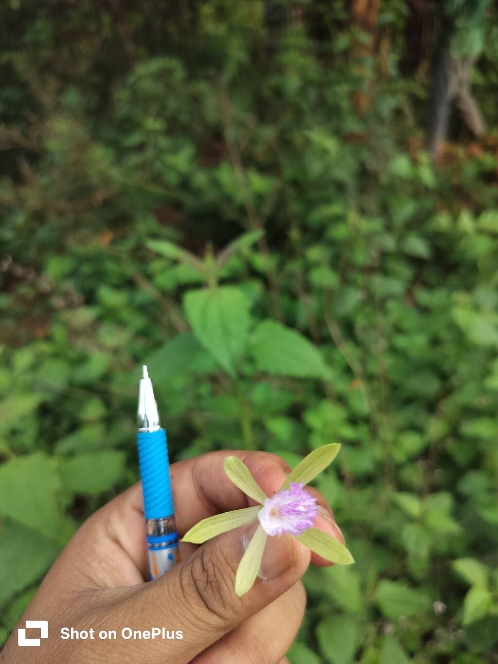 Nervilia petraea leaf