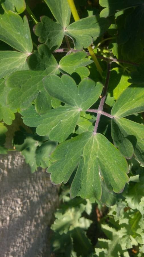 Aquilegia bertolonii leaf