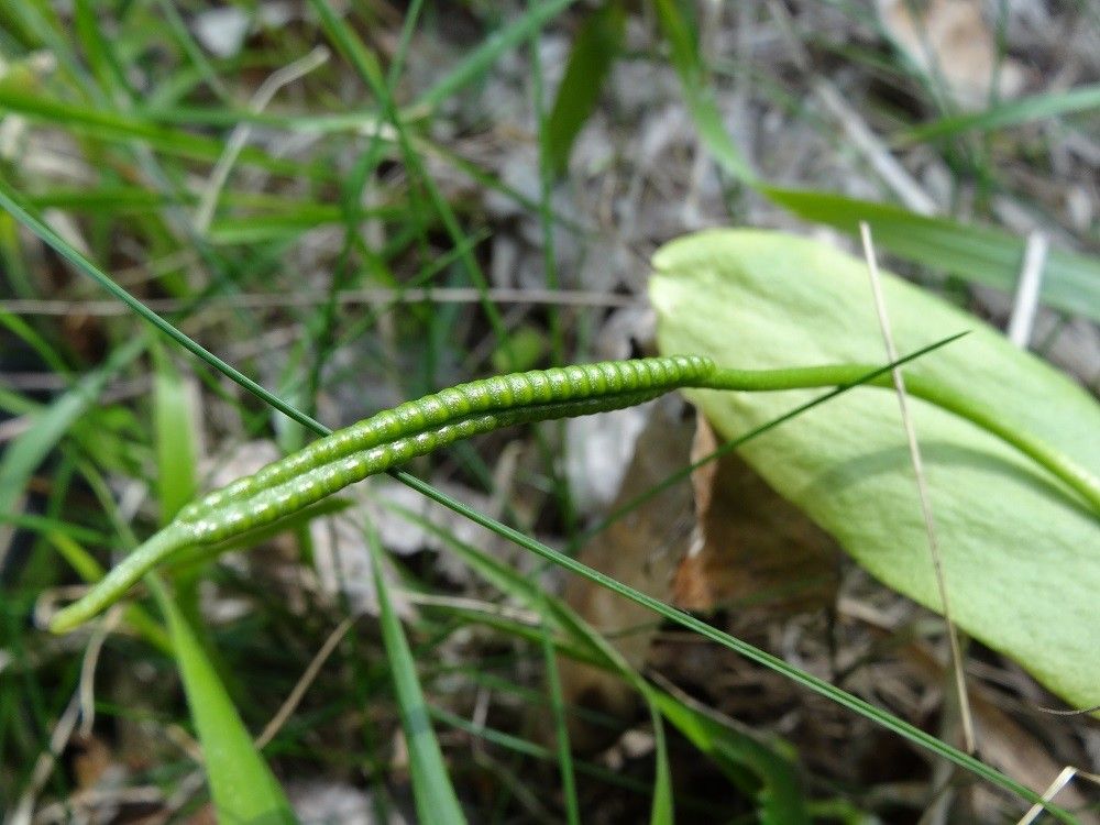 Ophioglossum vulgatum leaf