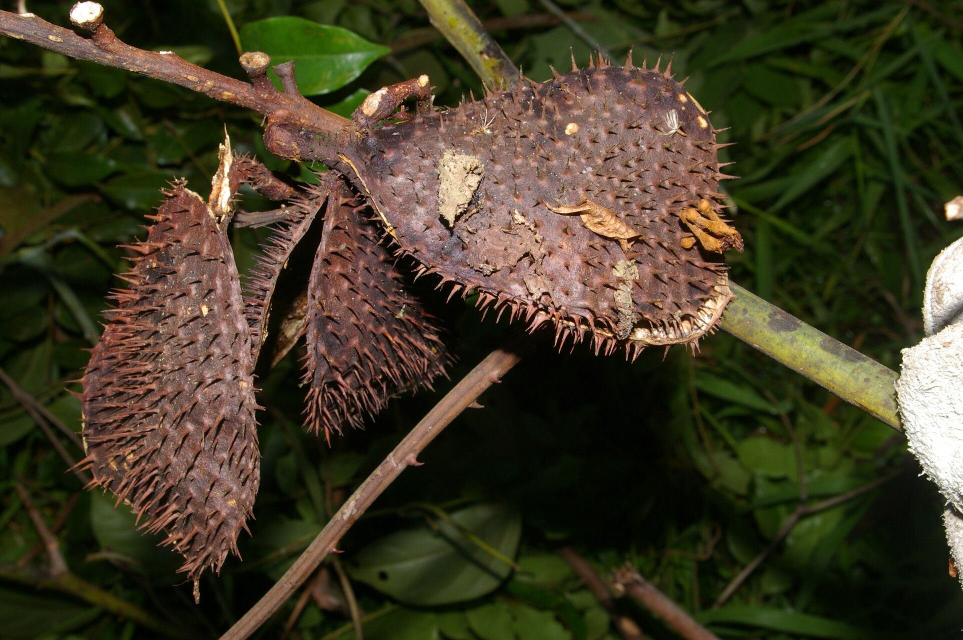 Guilandina urophylla fruit