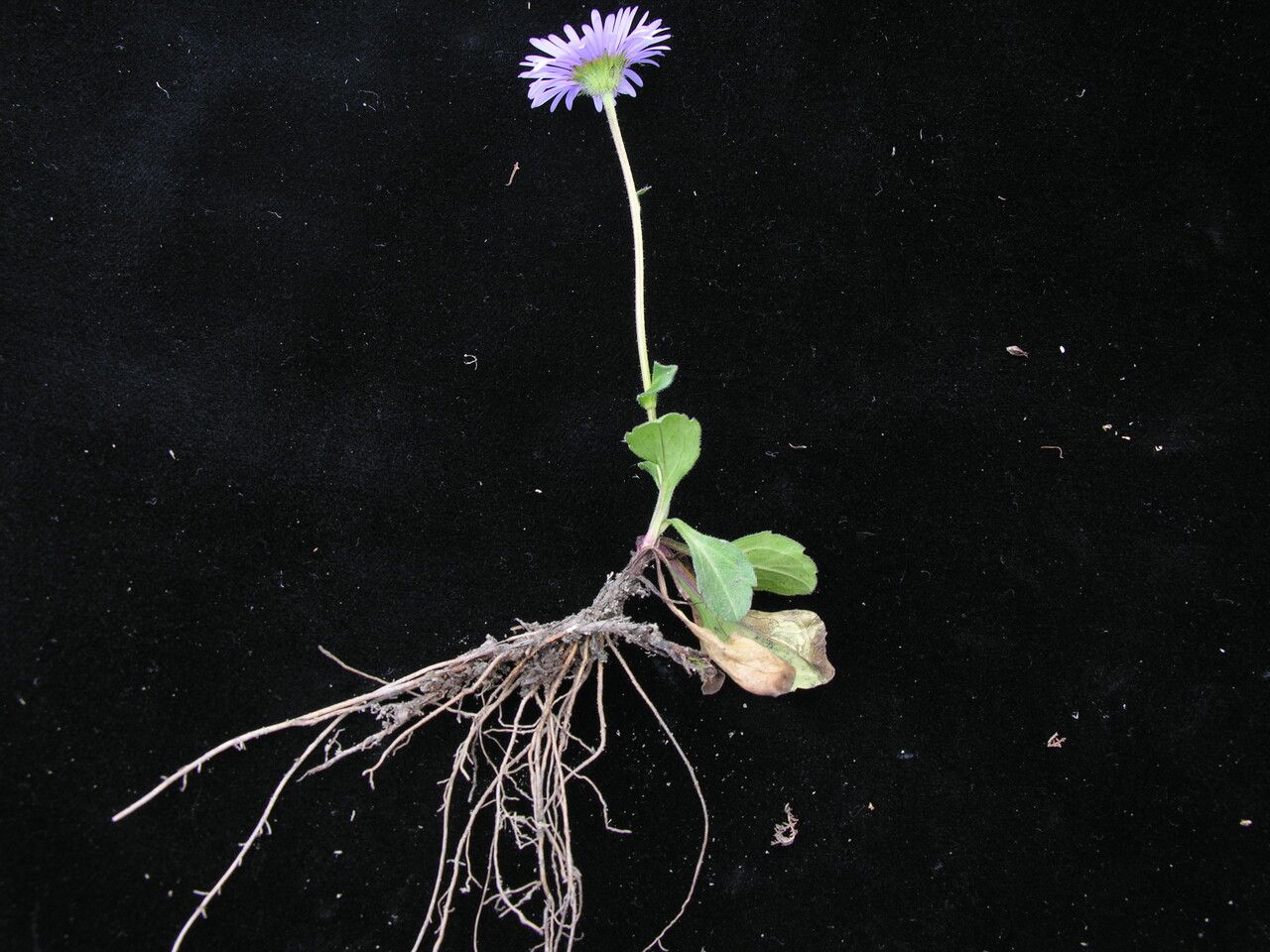 Aster indamellus habit