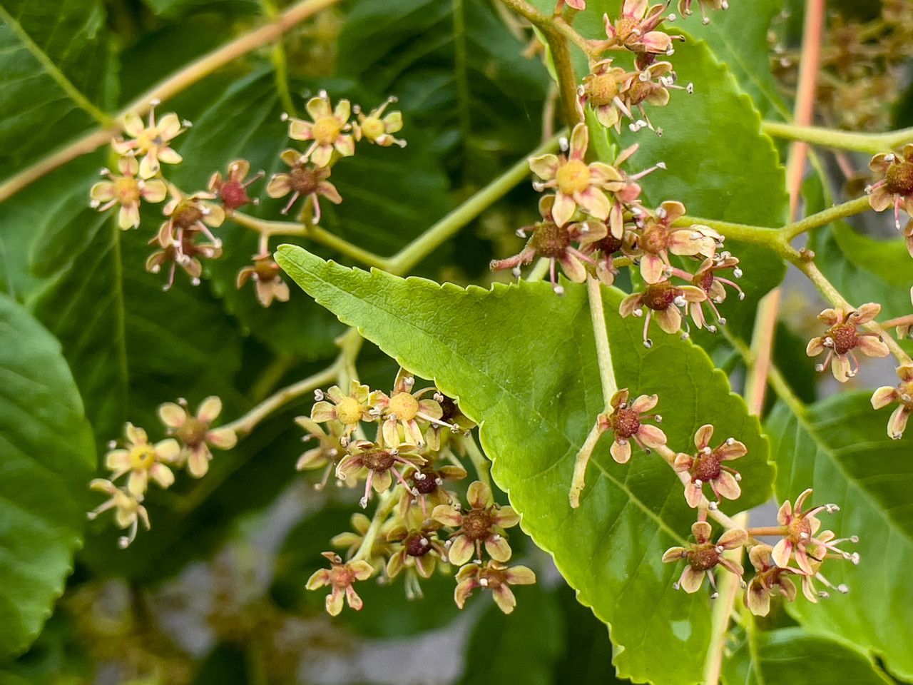 Picrasma quassioides flower