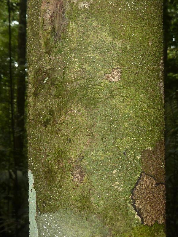 Licania hypoleuca bark