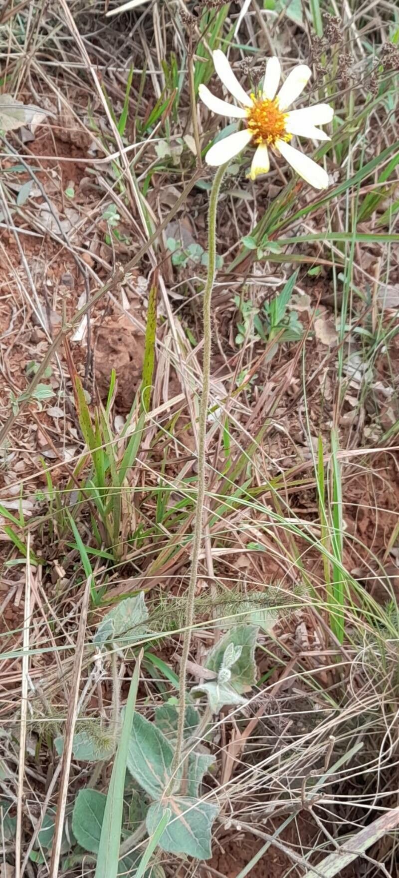 Calea uniflora habit