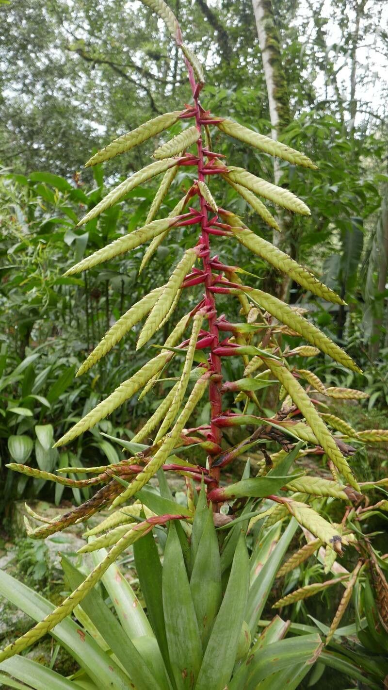 Tillandsia fendleri flower