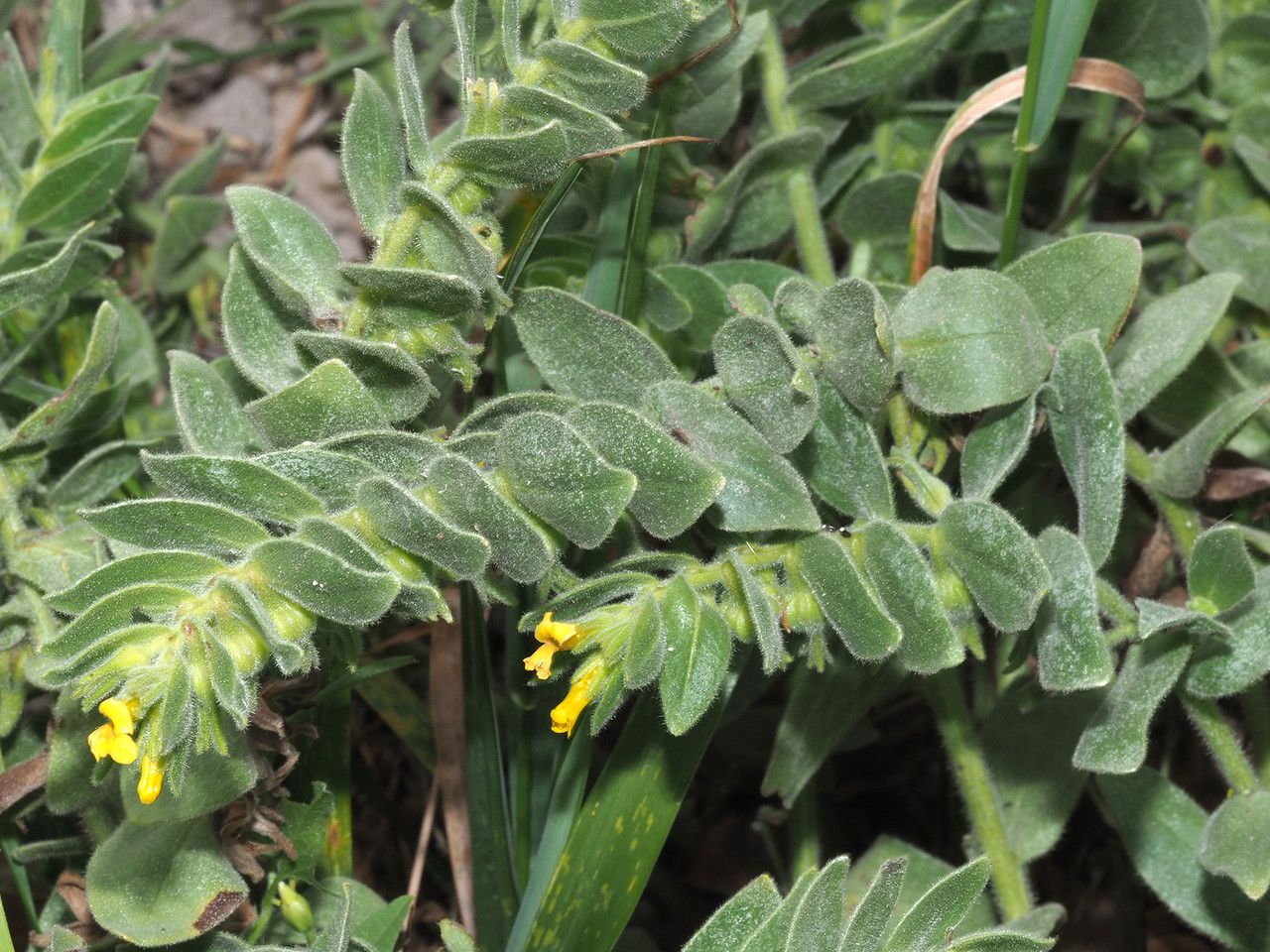 Alkanna orientalis — houseplant care guide