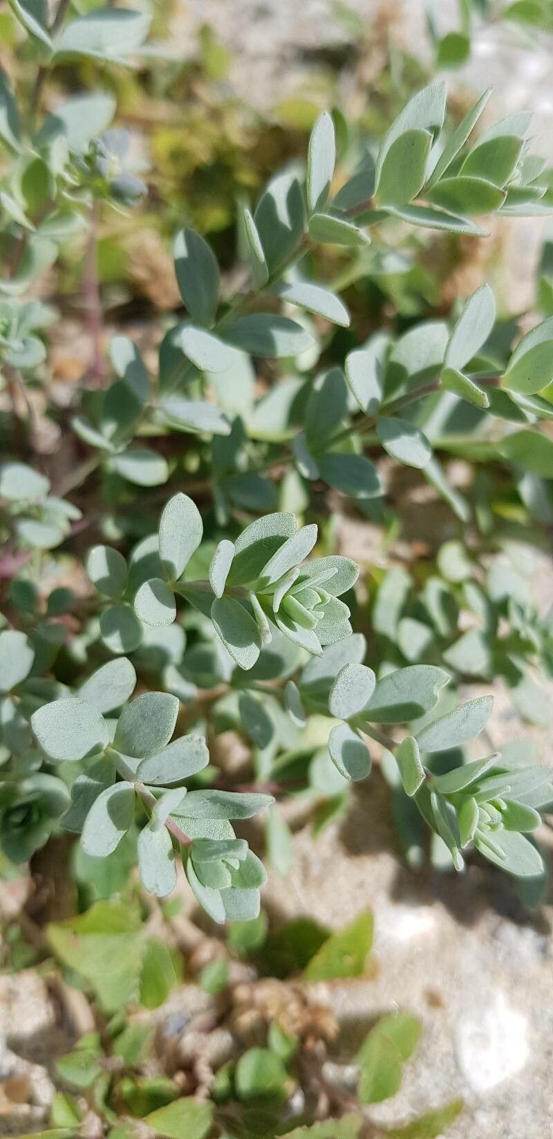 Linaria thymifolia — search result for 'Linaria'