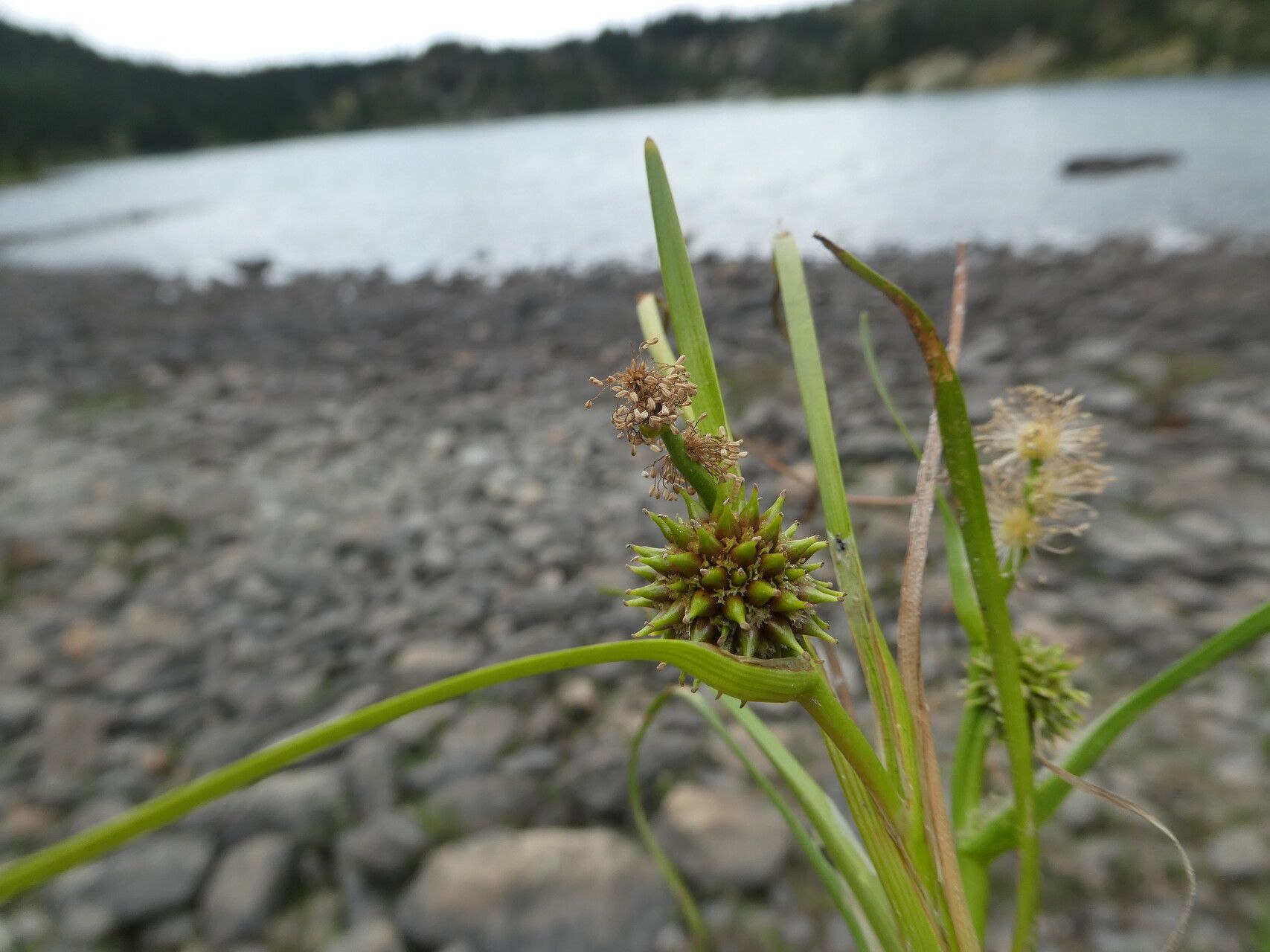 Sparganium angustifolium — related species from the same genus
