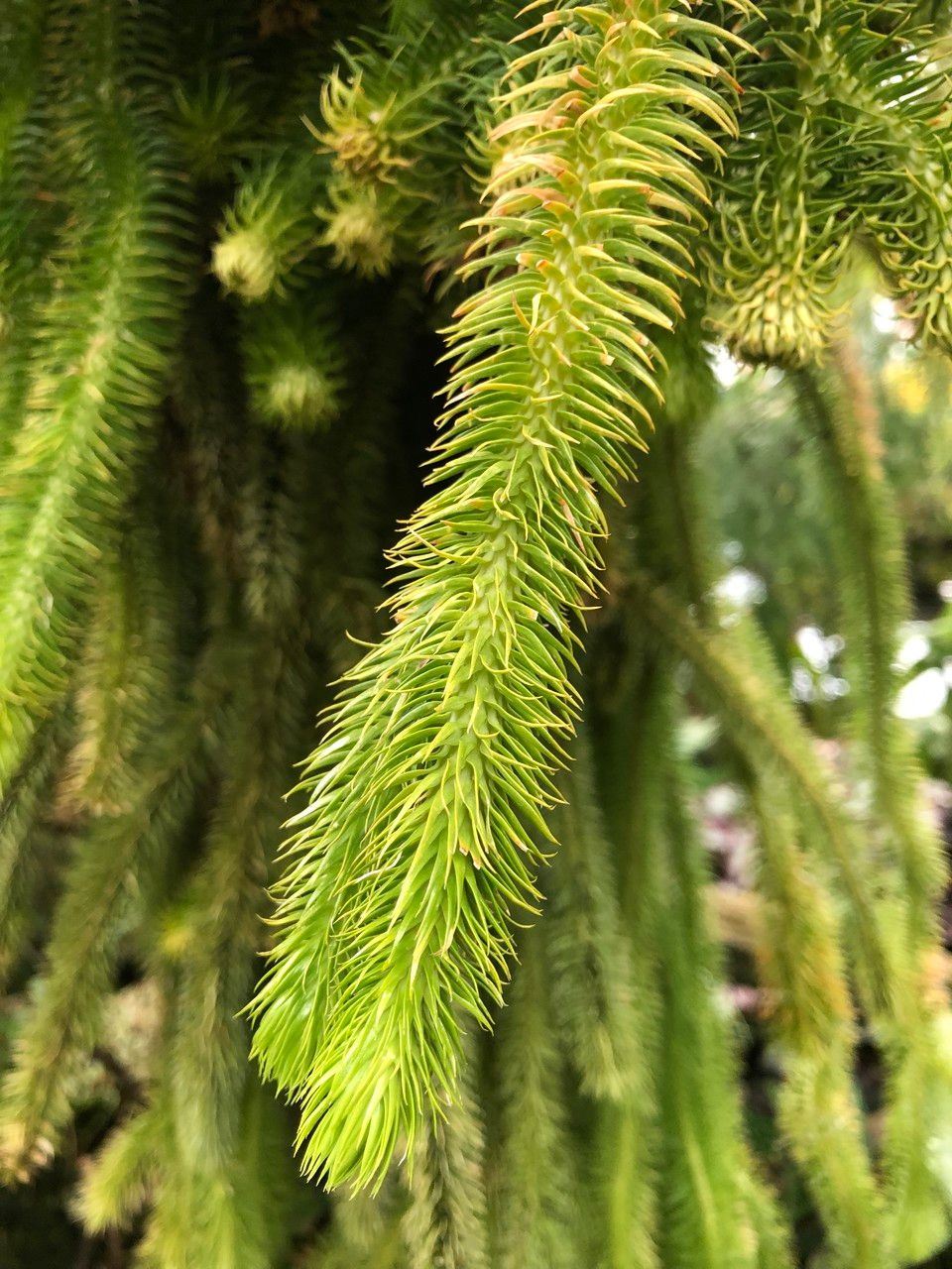Lycopodium squarrosum fruit