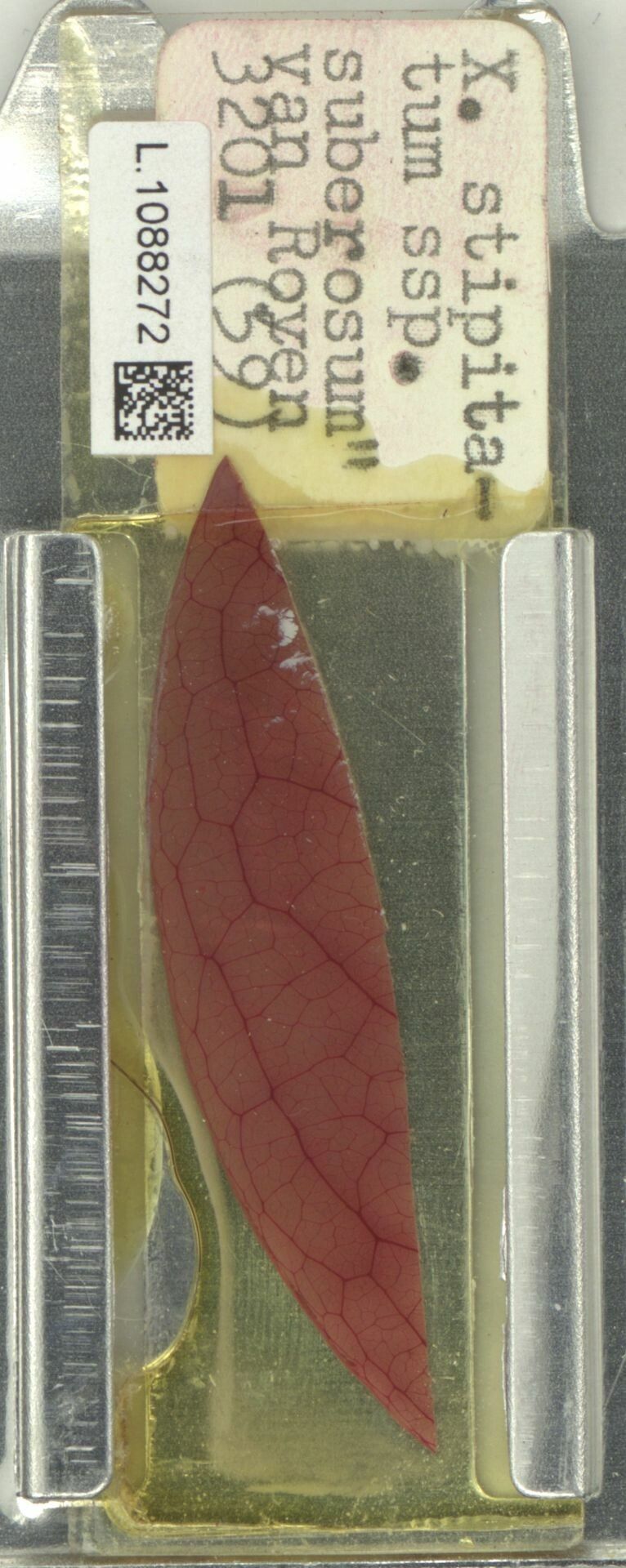 Xanthophyllum stipitatum — houseplant care guide