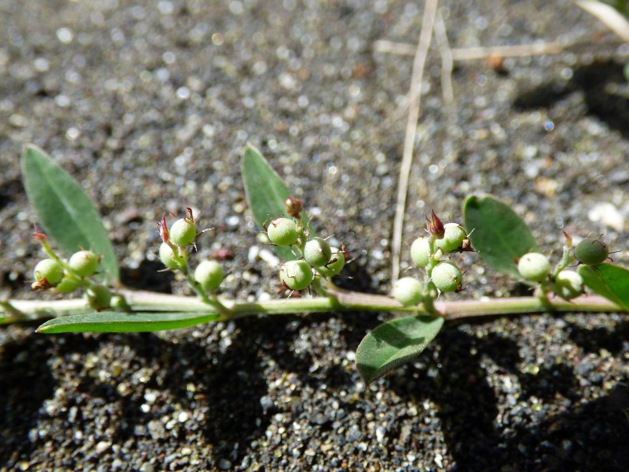 Indigofera linifolia fruit