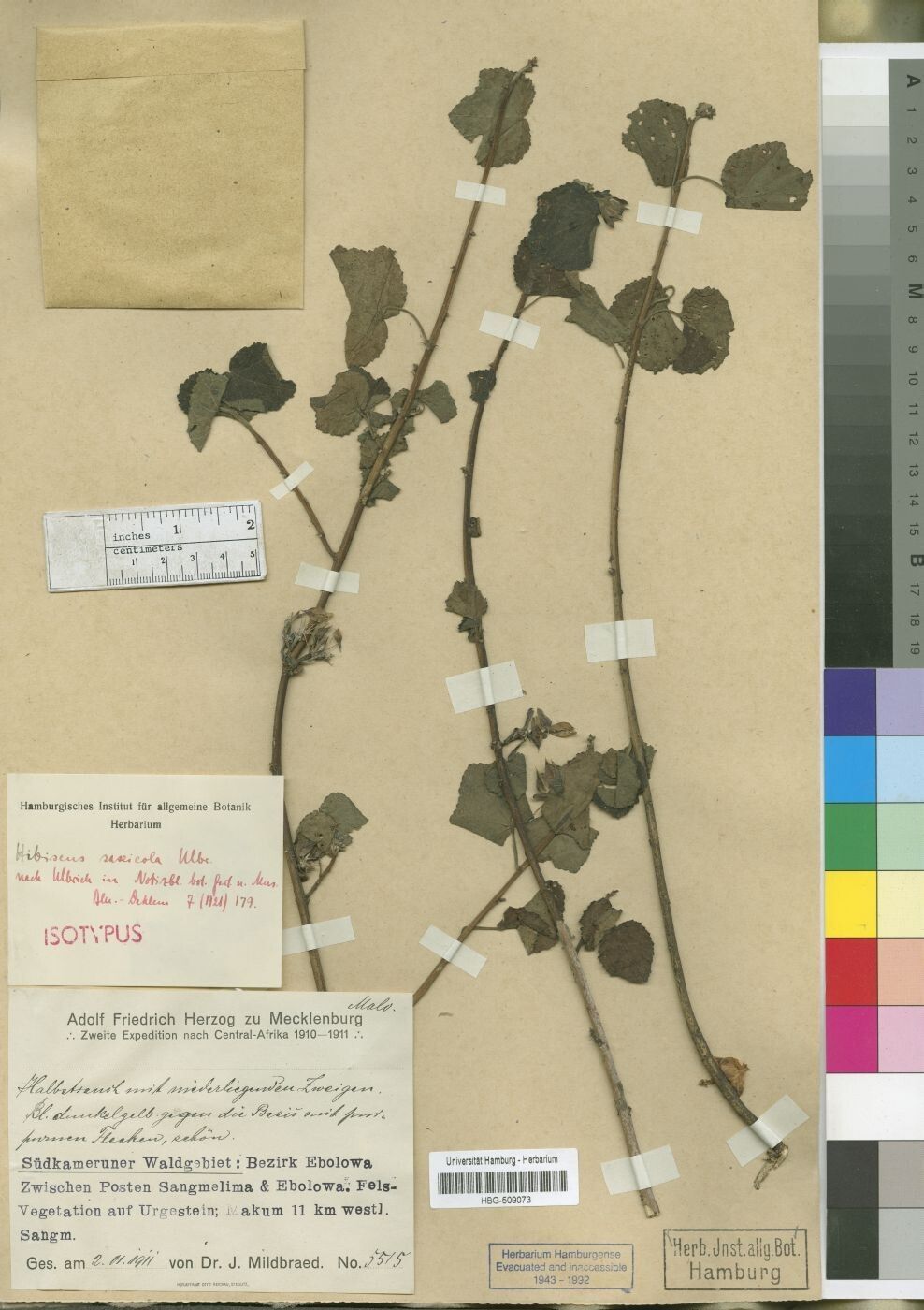 Hibiscus saxicola — houseplant care guide