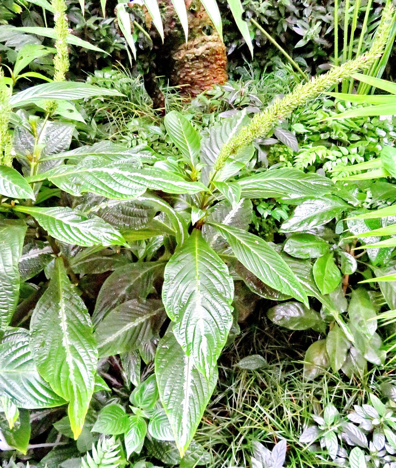 Justicia wasshauseniana habit