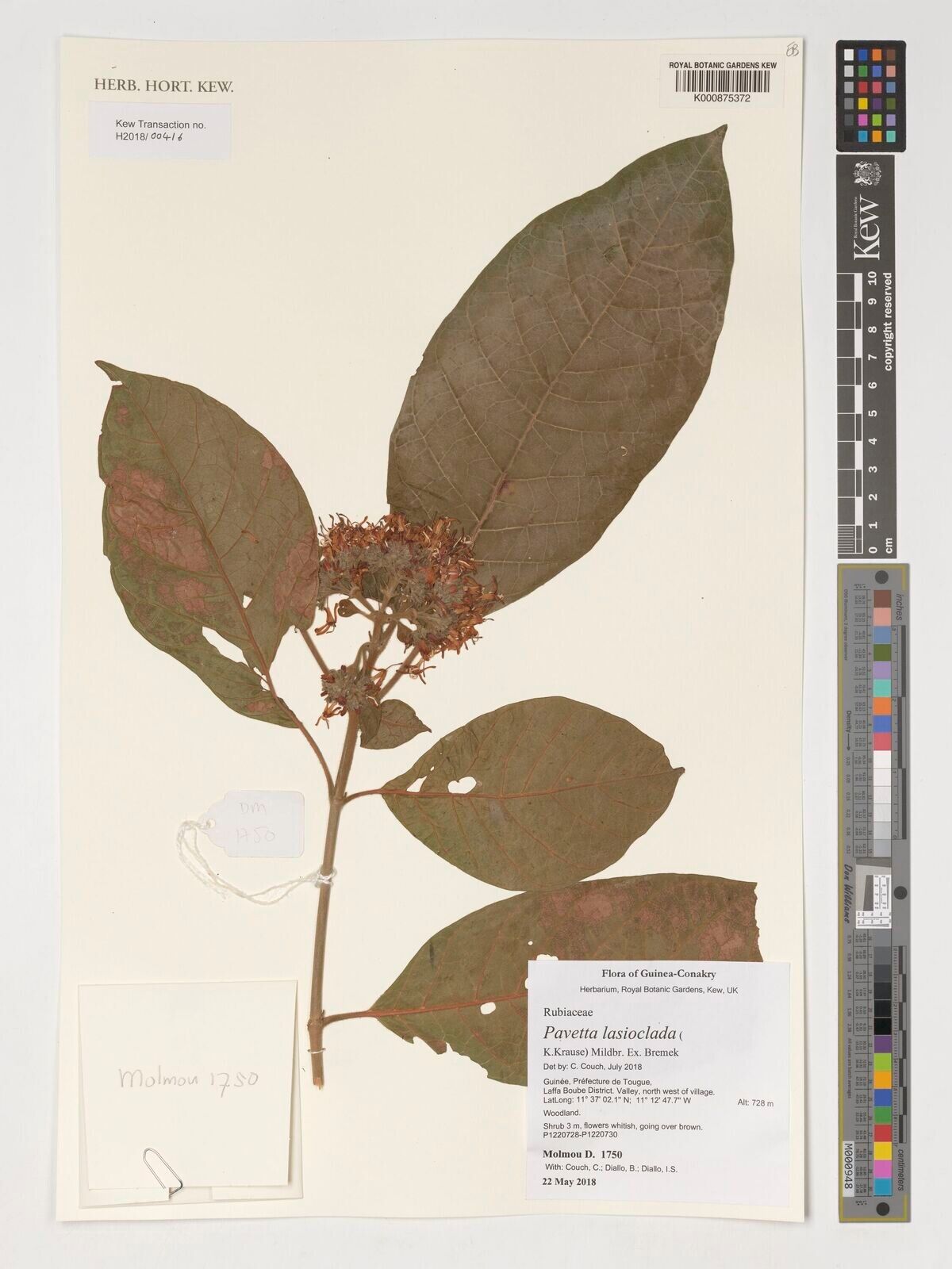 Pavetta lasioclada — houseplant care guide