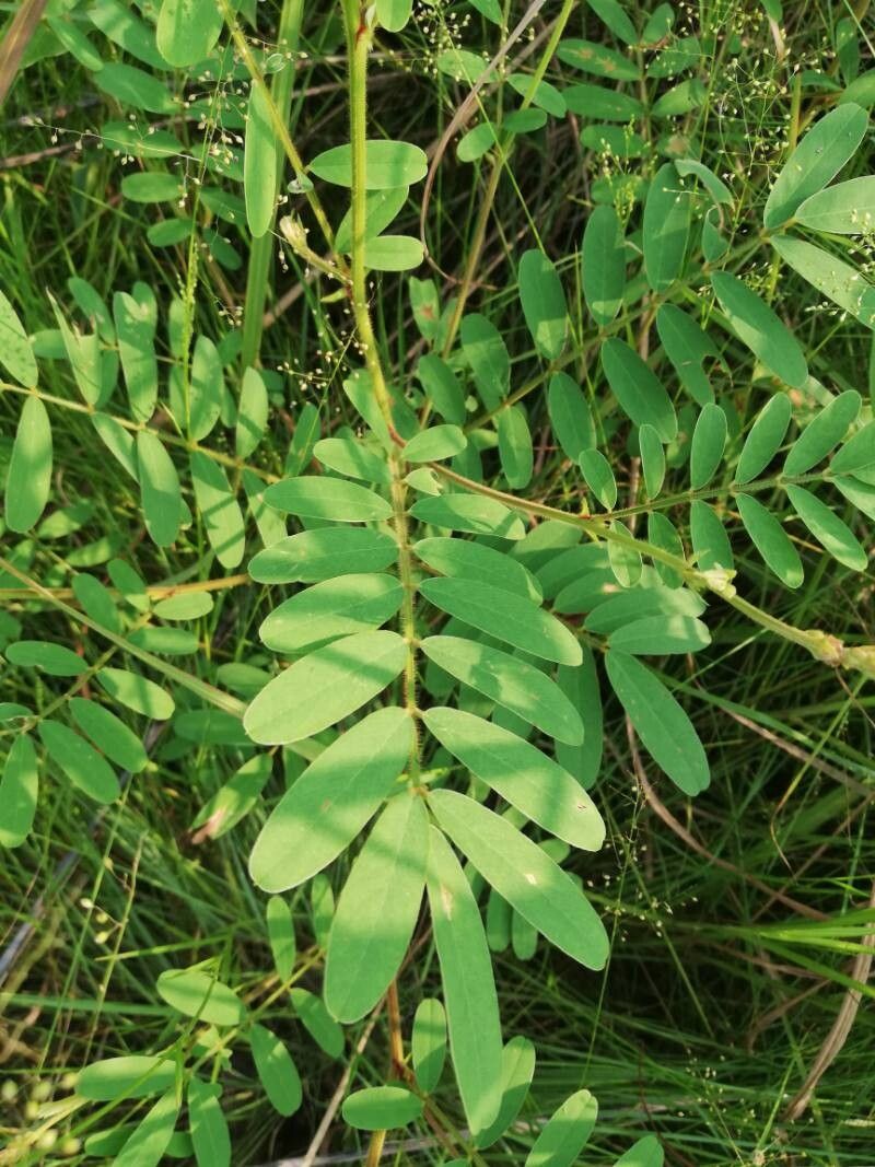 Tephrosia flexuosa — houseplant care guide