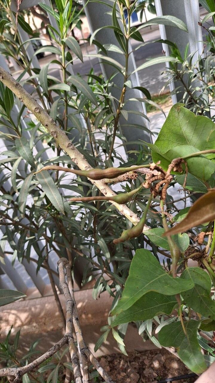 Erythrina caffra fruit