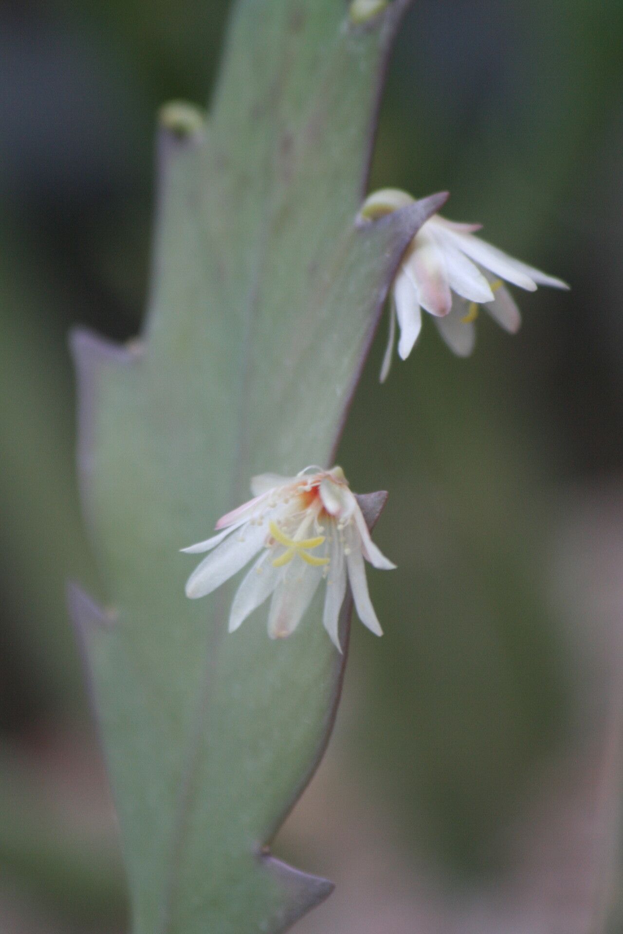 Lepismium houlletianum flower