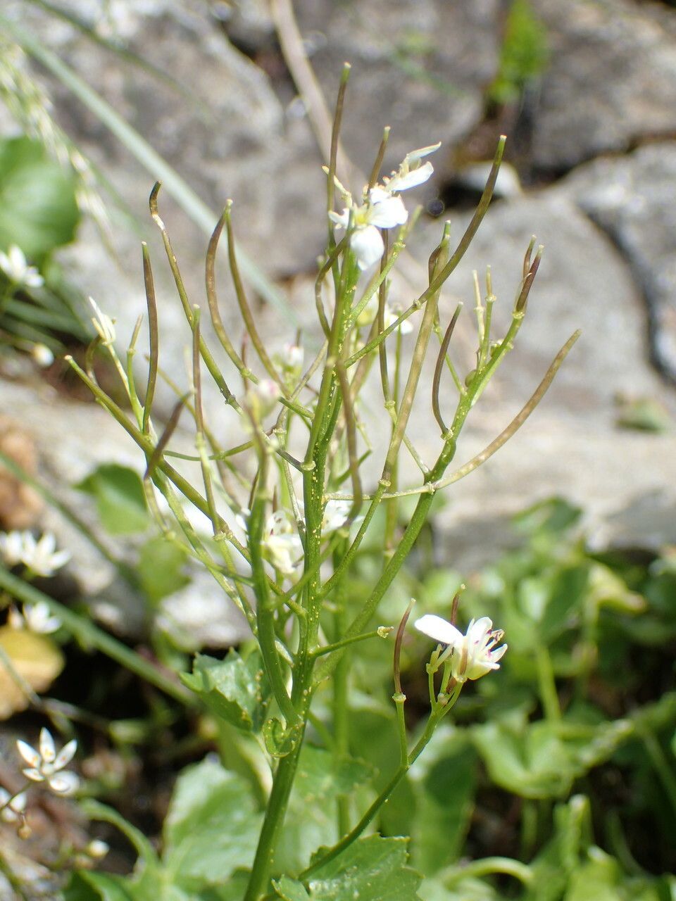 Cardamine asarifolia fruit