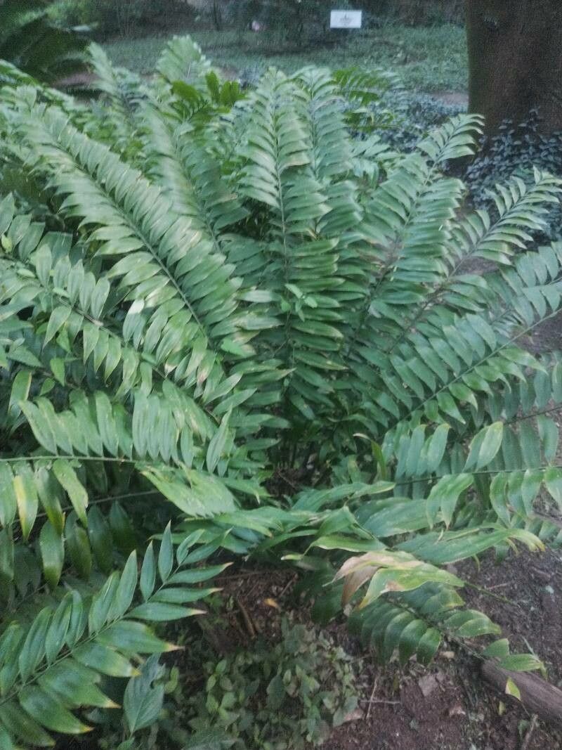 Zamia onan-reyesii — houseplant care guide