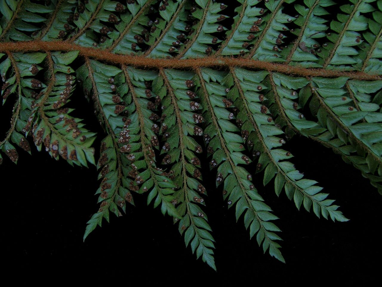 Polystichum squarrosum leaf