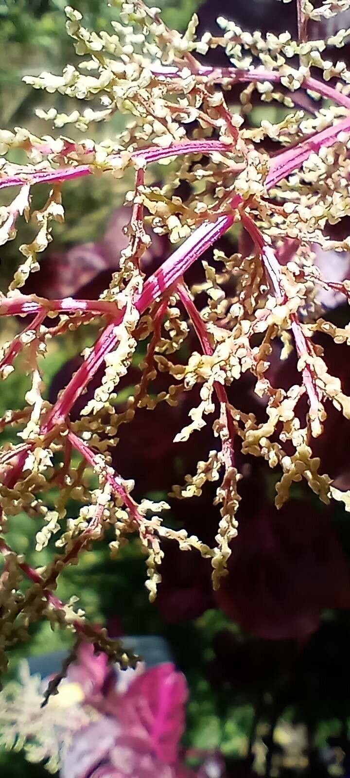 Iresine herbstii fruit