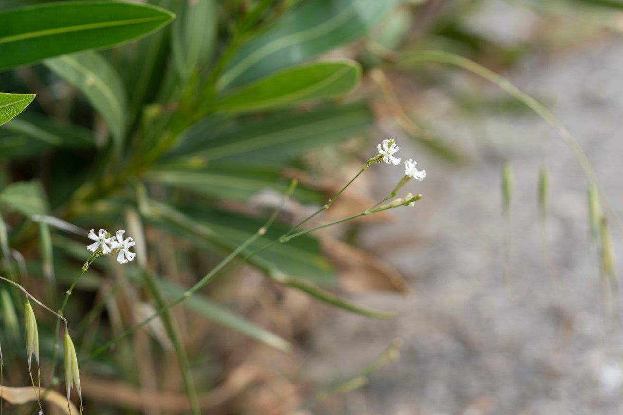 Silene echinospermoides habit