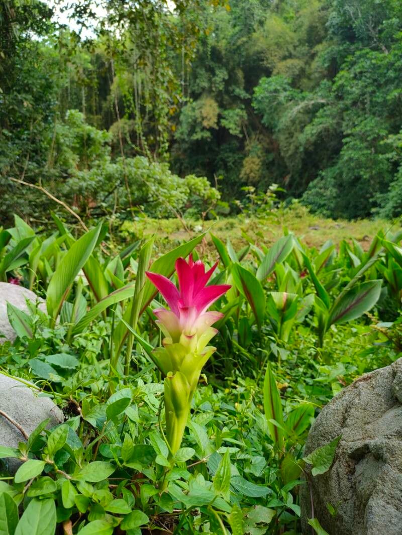 Curcuma zedoaria flower