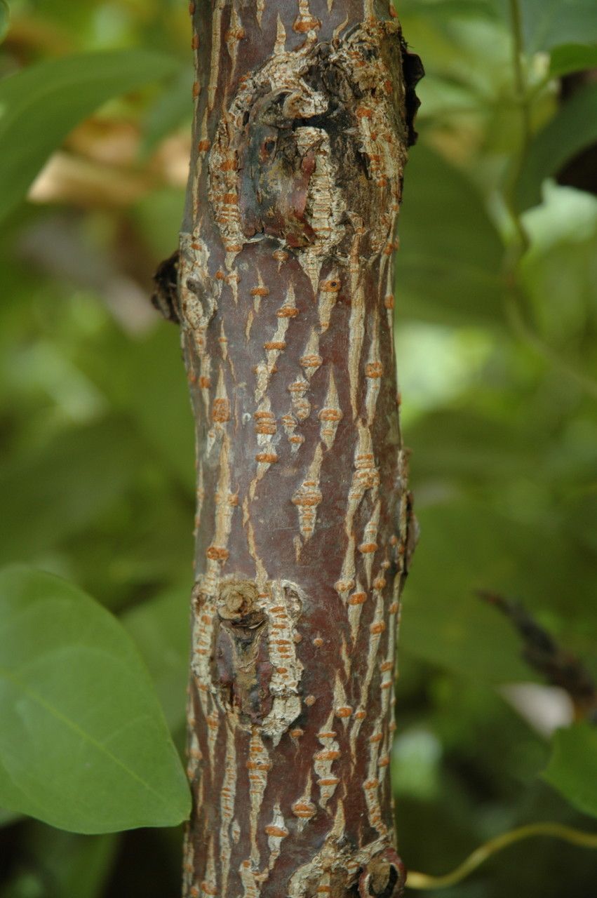 Rhus sandwicensis bark