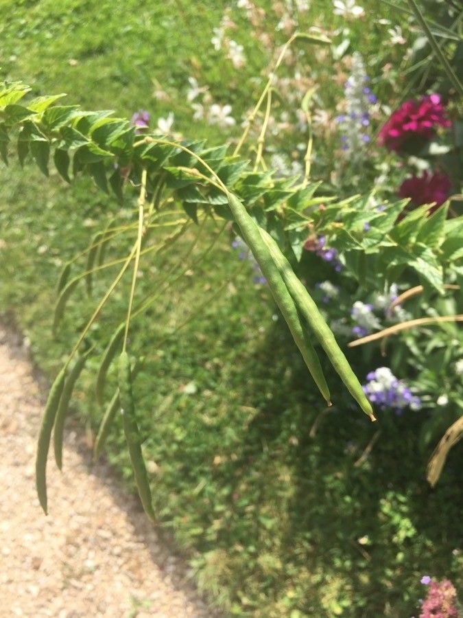 Cleome hassleriana fruit