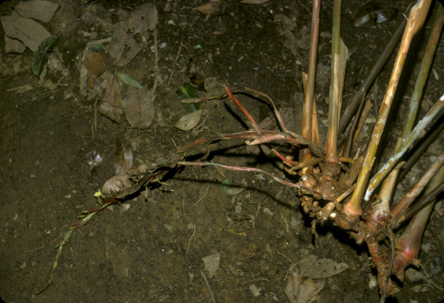 Renealmia orinocensis bark