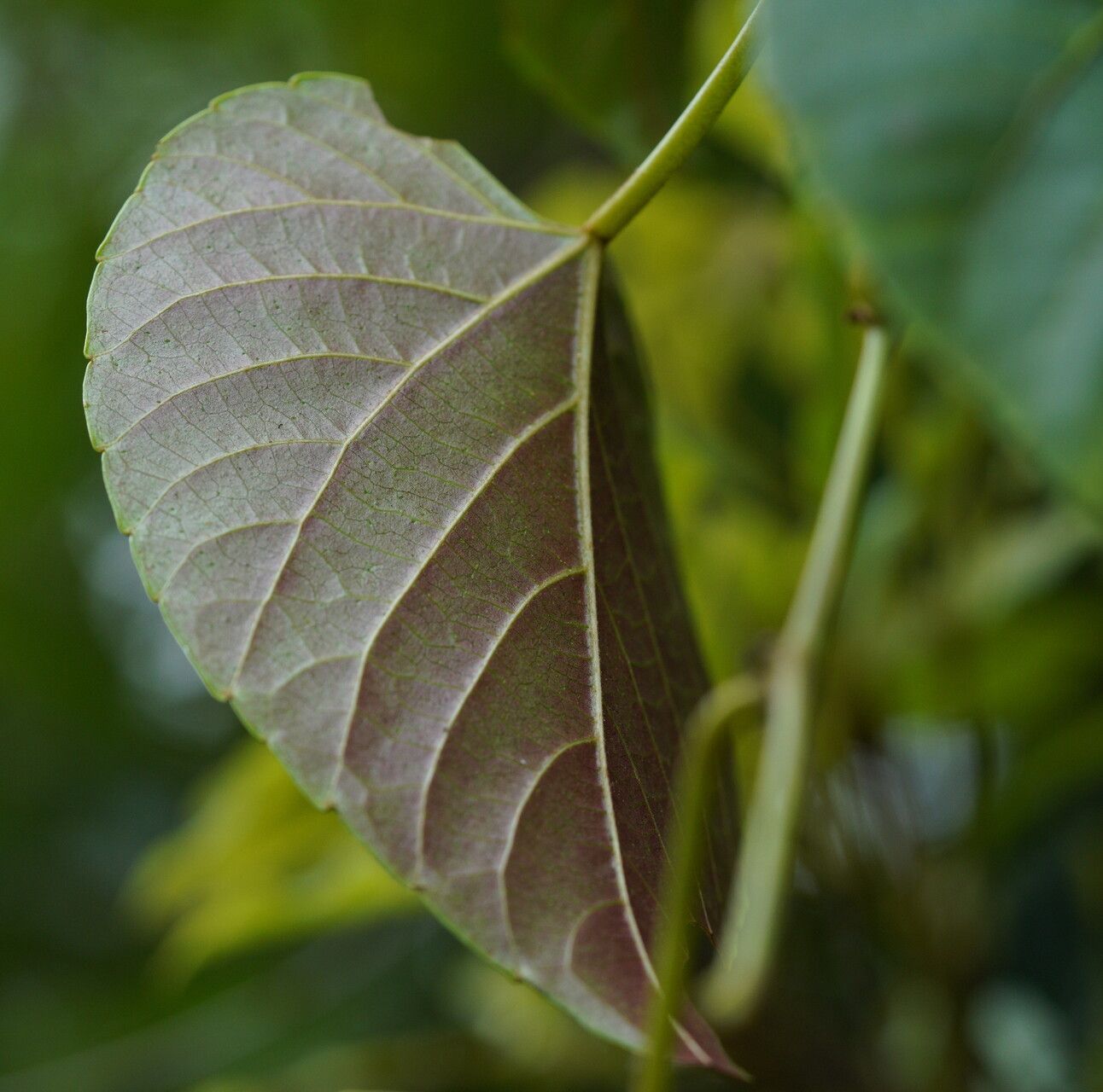 Cissus adnata leaf