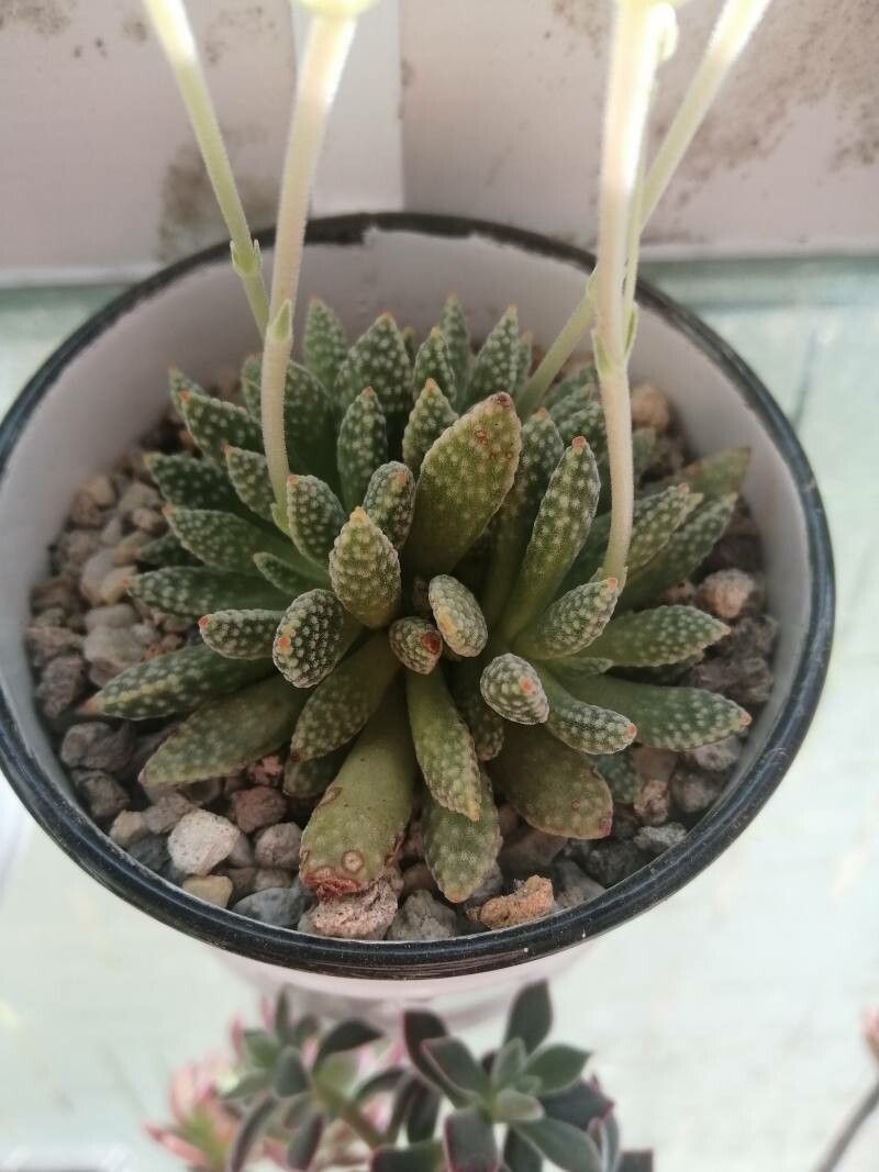 Crassula ausensis — search result for 'Namibia'