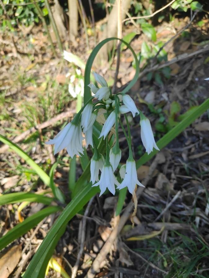 Allium pendulinum flower