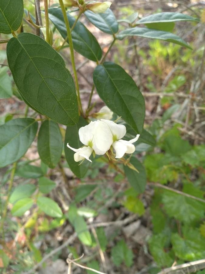 Galactia elliottii flower