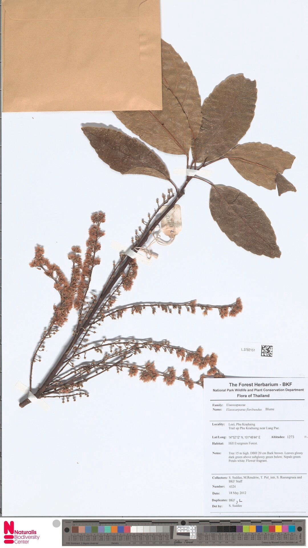 Elaeocarpus floribundus — houseplant care guide