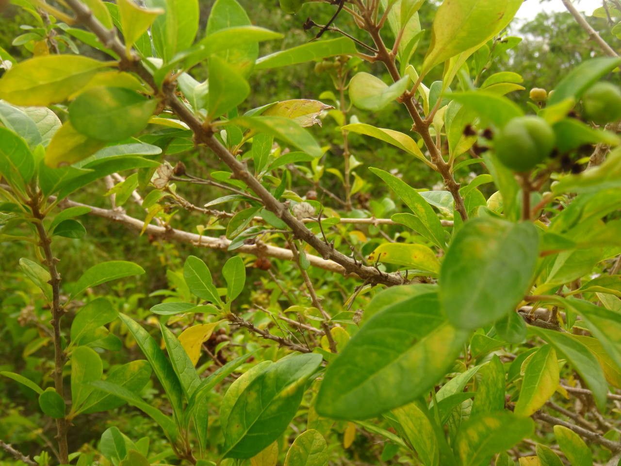 Clerodendrum aculeatum fruit