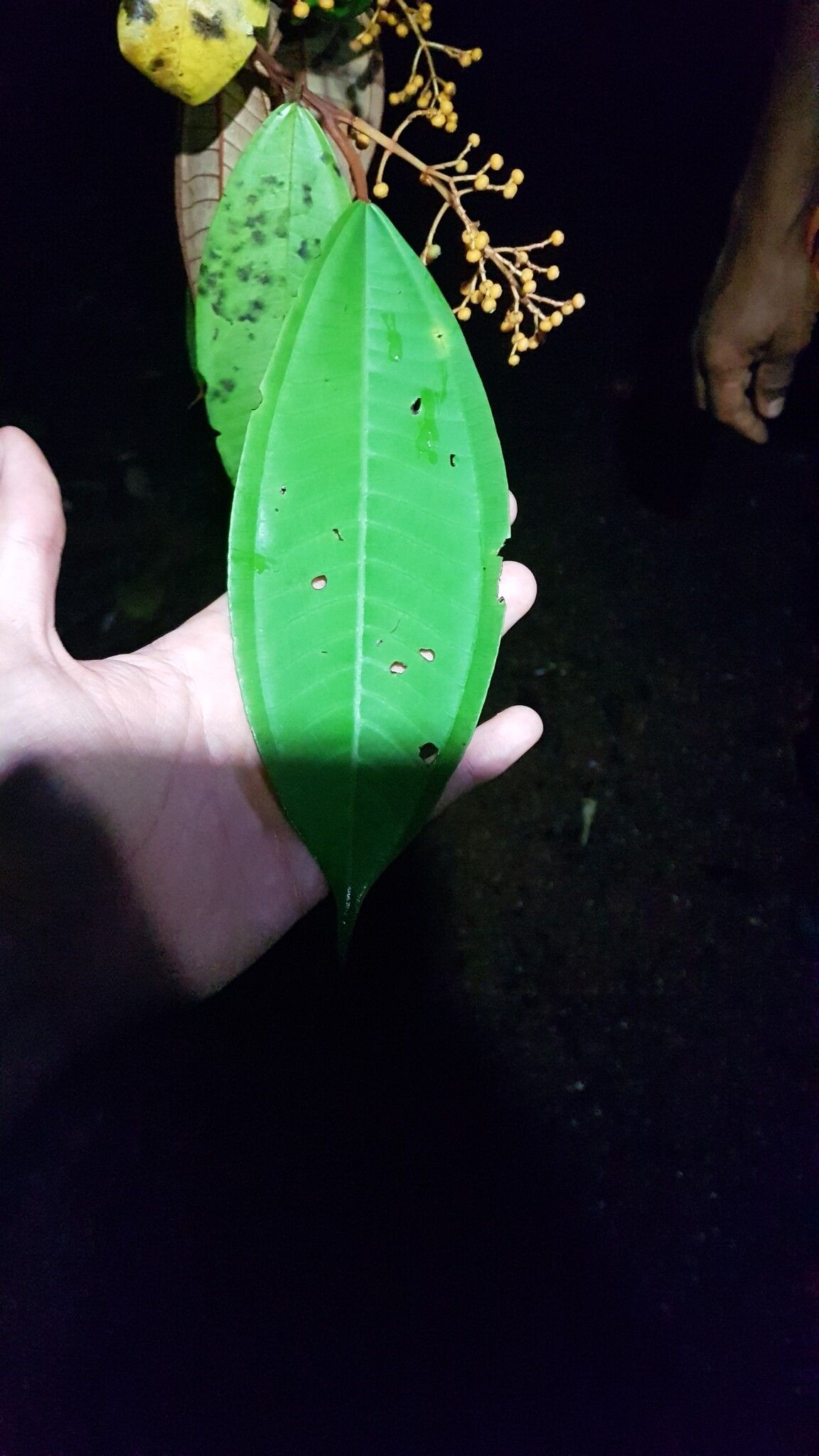 Miconia eriodonta — houseplant care guide