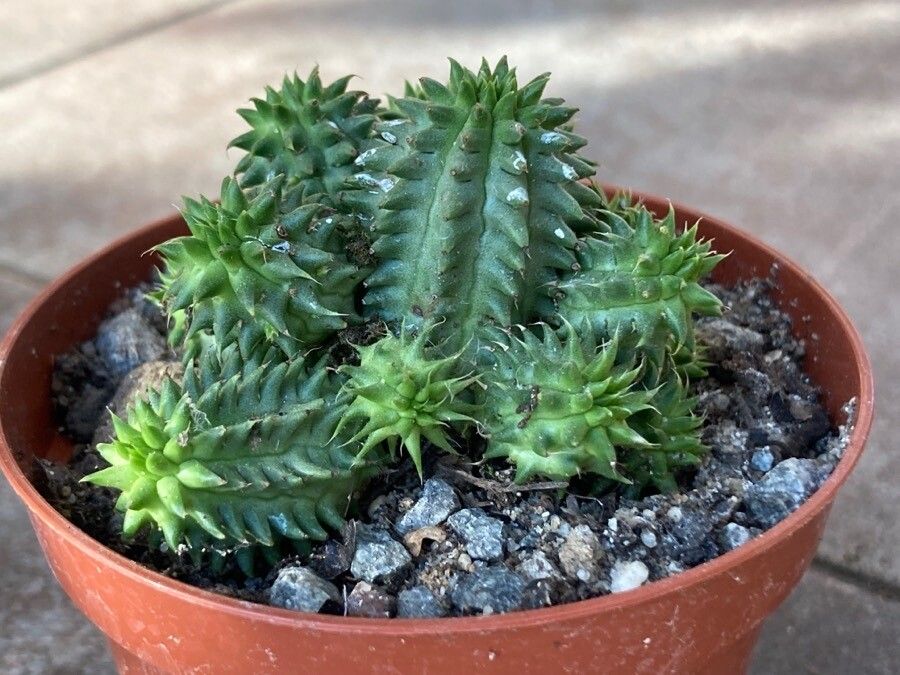 Euphorbia susannae habit