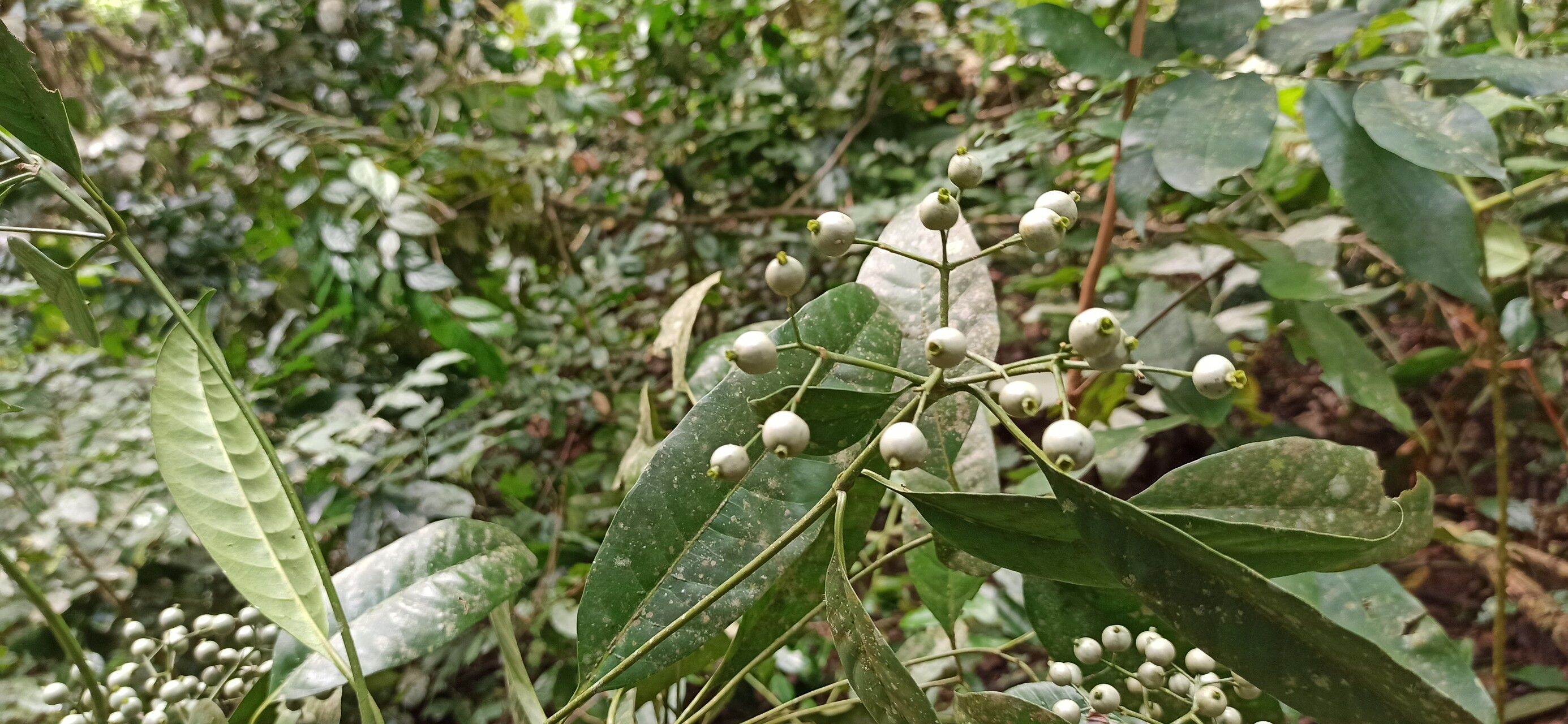 Pavetta bidentata fruit