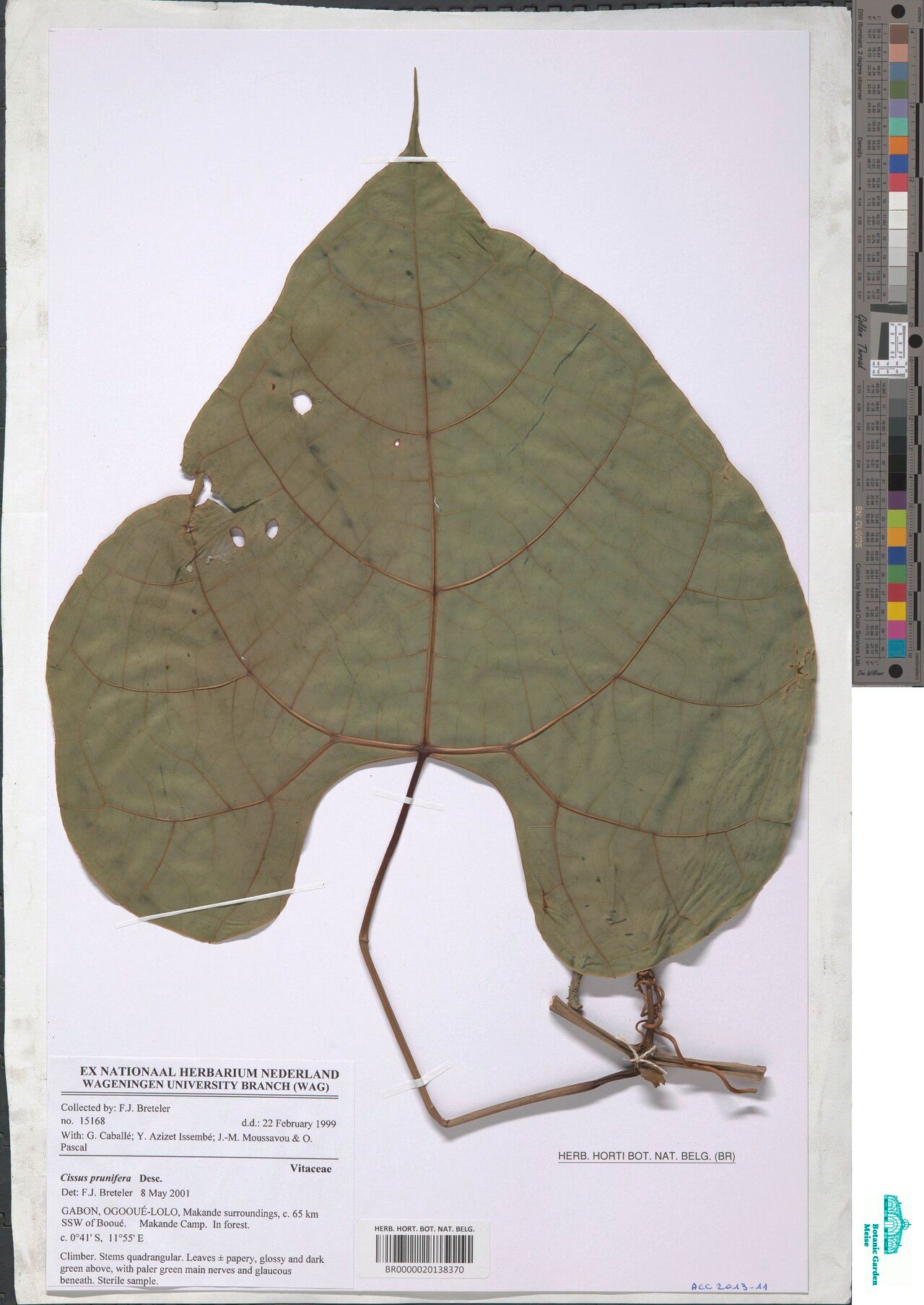 Cissus prunifera — houseplant care guide