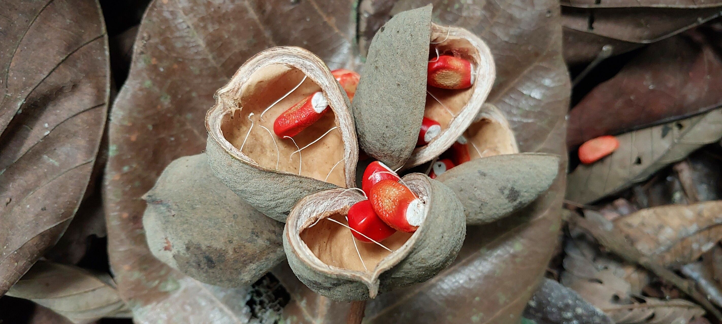 Sterculia rhinopetala fruit