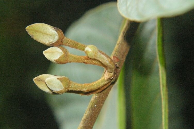 Annona excellens fruit