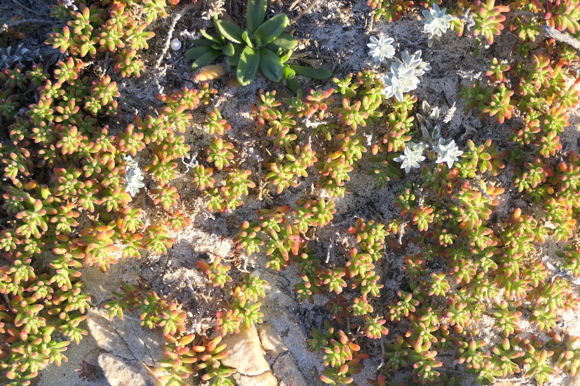 Tetragonia fruticosa habit