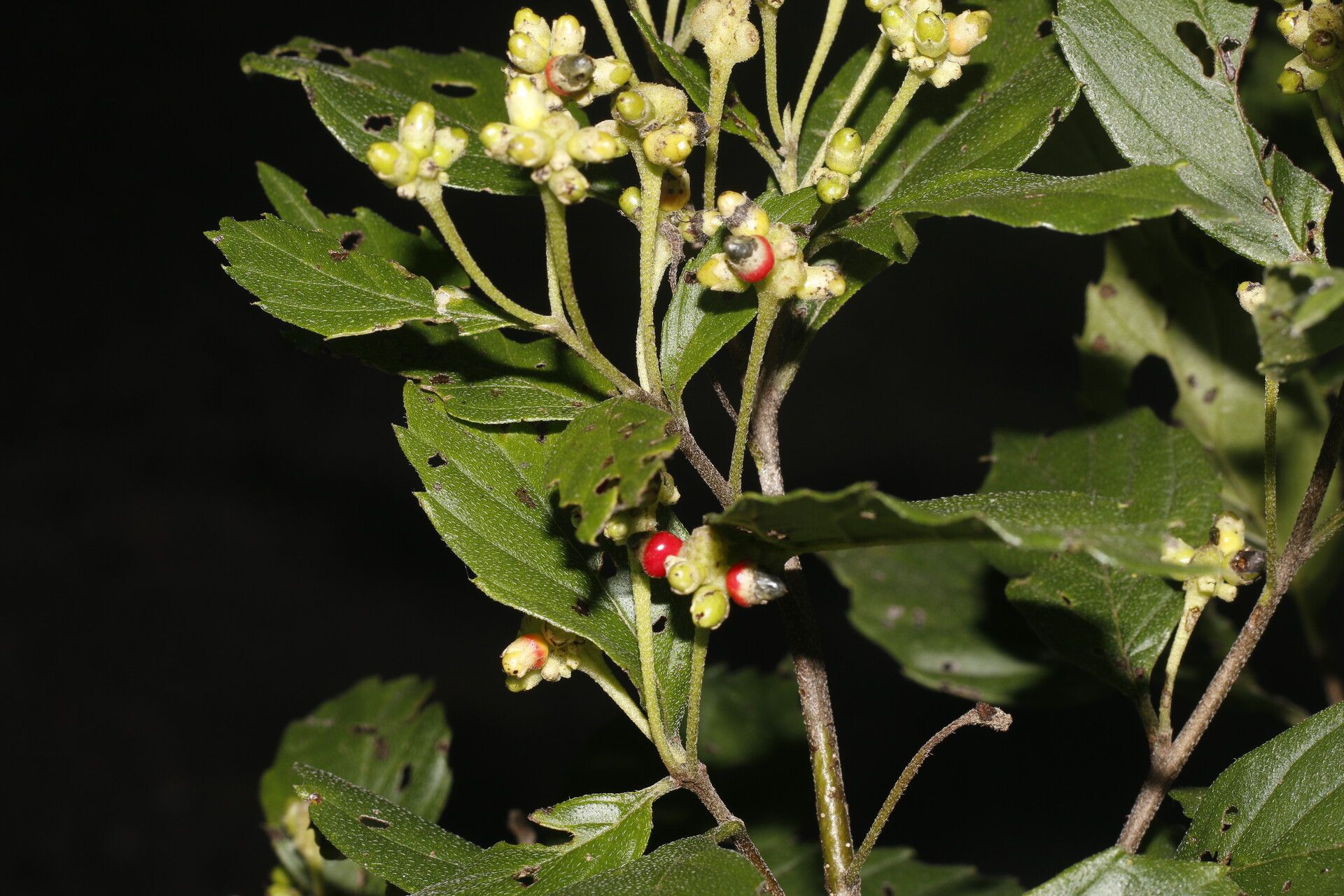 Varronia inermis fruit