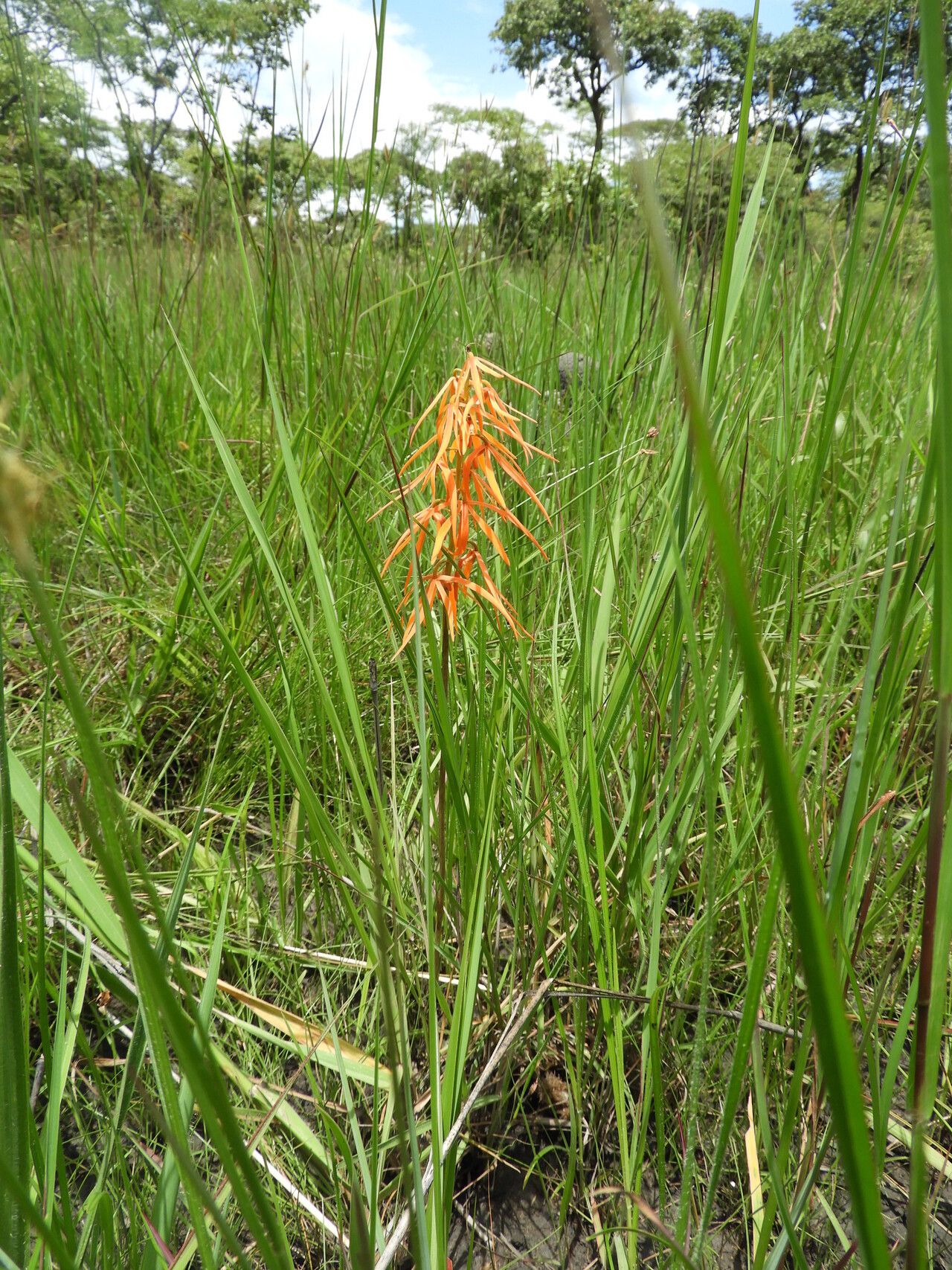 Eulophia walleri habit