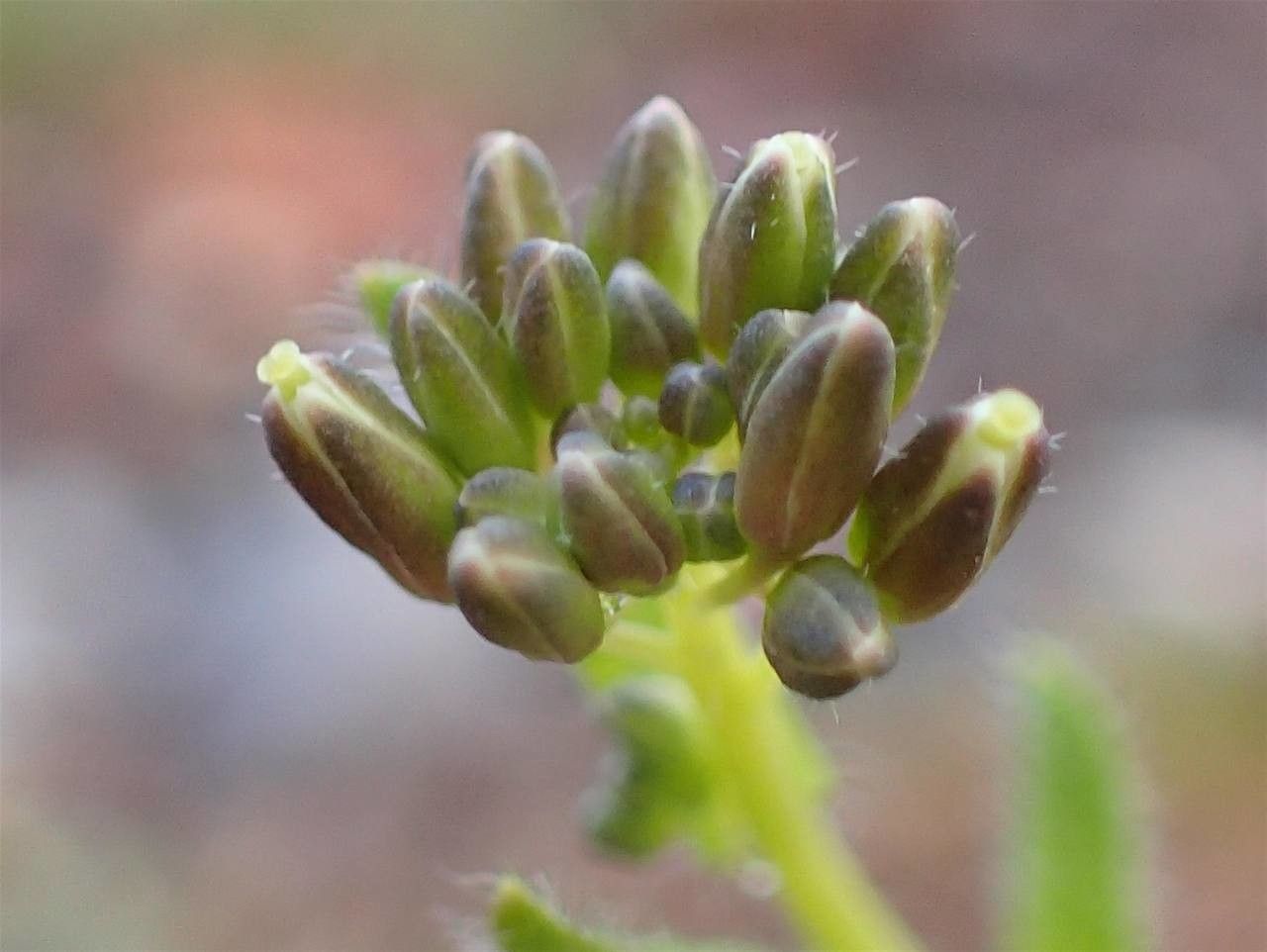 Arabis ciliata fruit