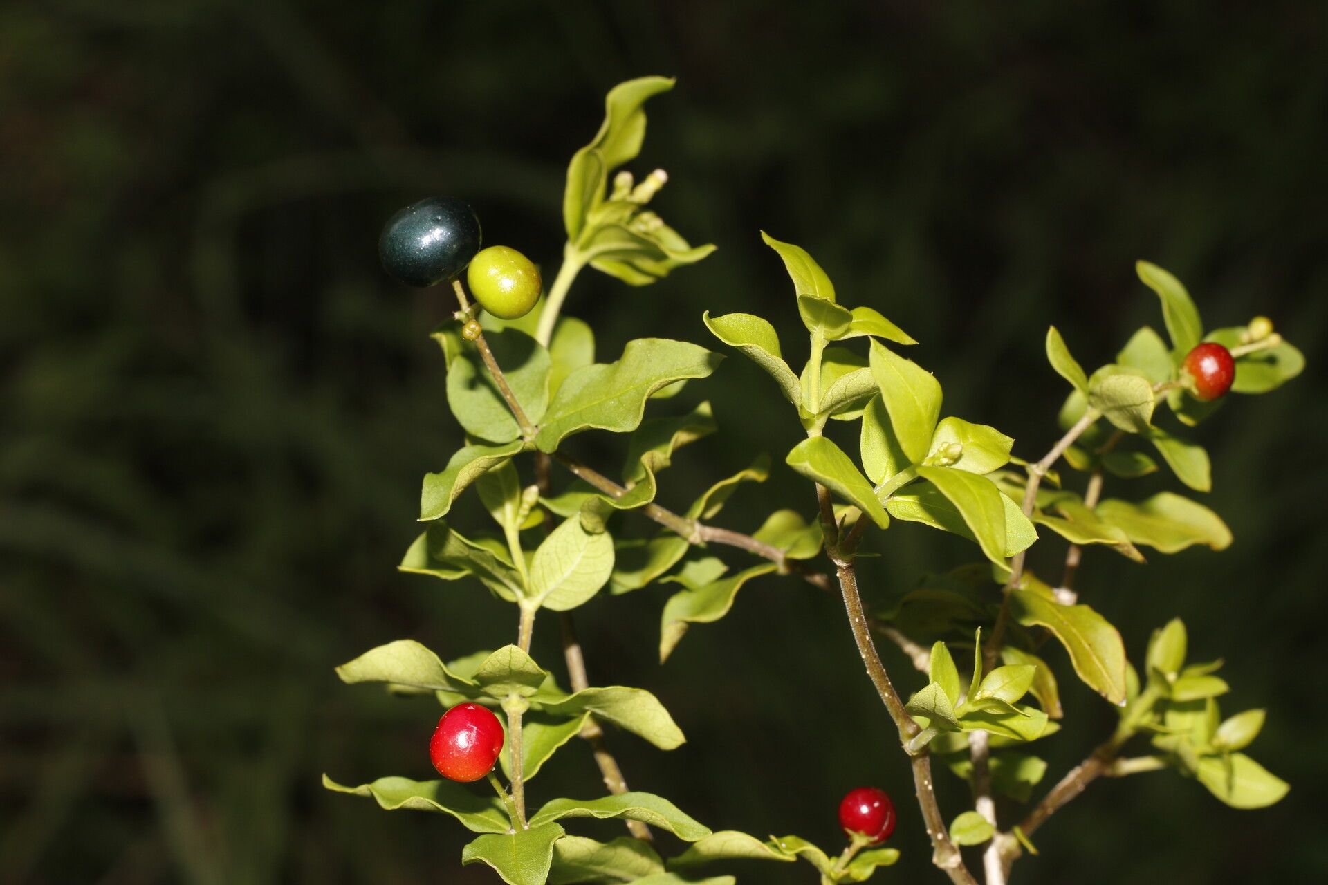Rauvolfia ligustrina habit