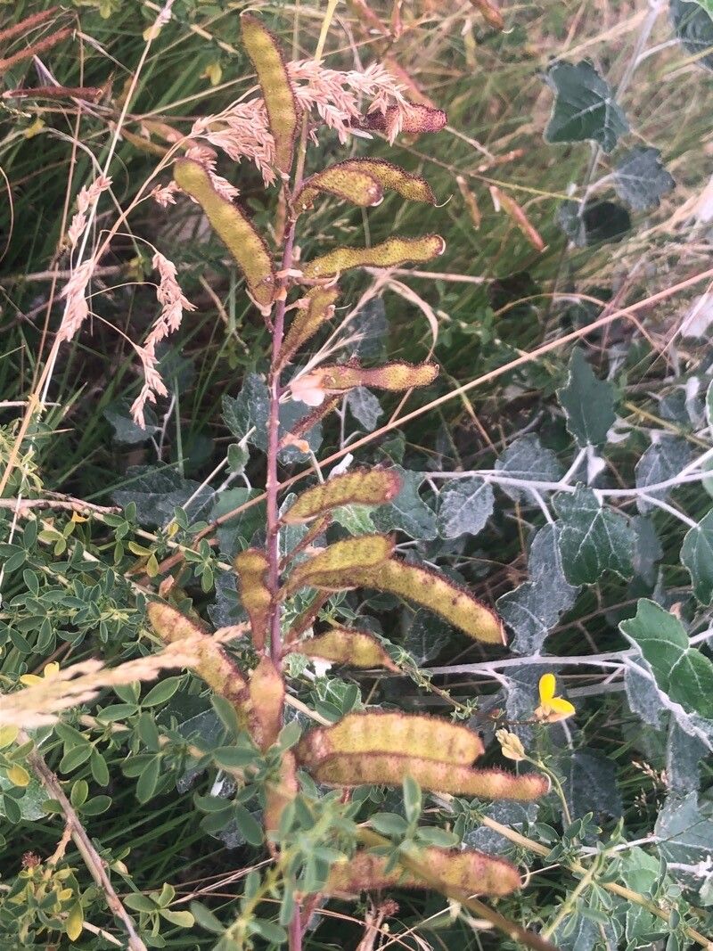 Adenocarpus complicatus fruit