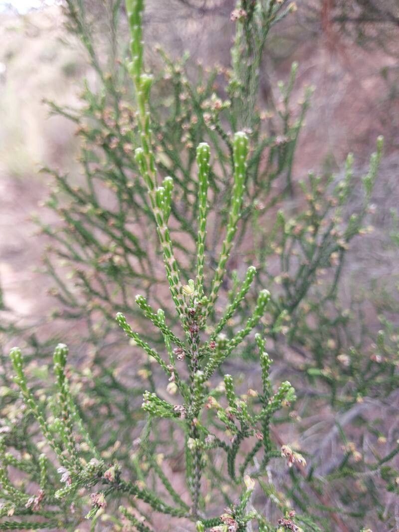 Erica madagascariensis — search result for 'Erica'